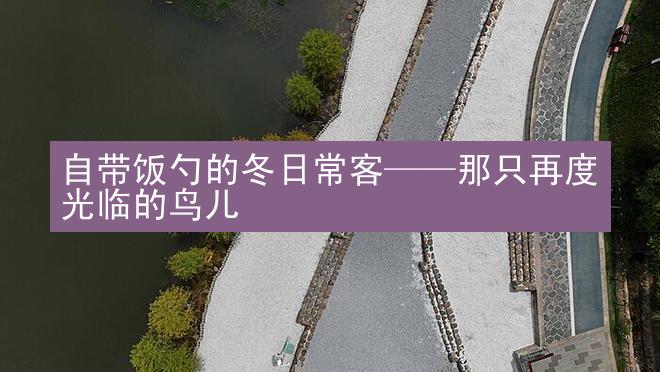 自带饭勺的冬日常客——那只再度光临的鸟儿